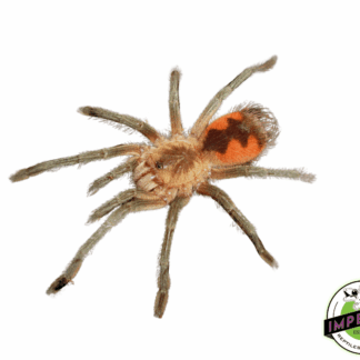 Cascada Giant Bird-Eater Tarantula (Pamphobeteus sp. 'Cascada')