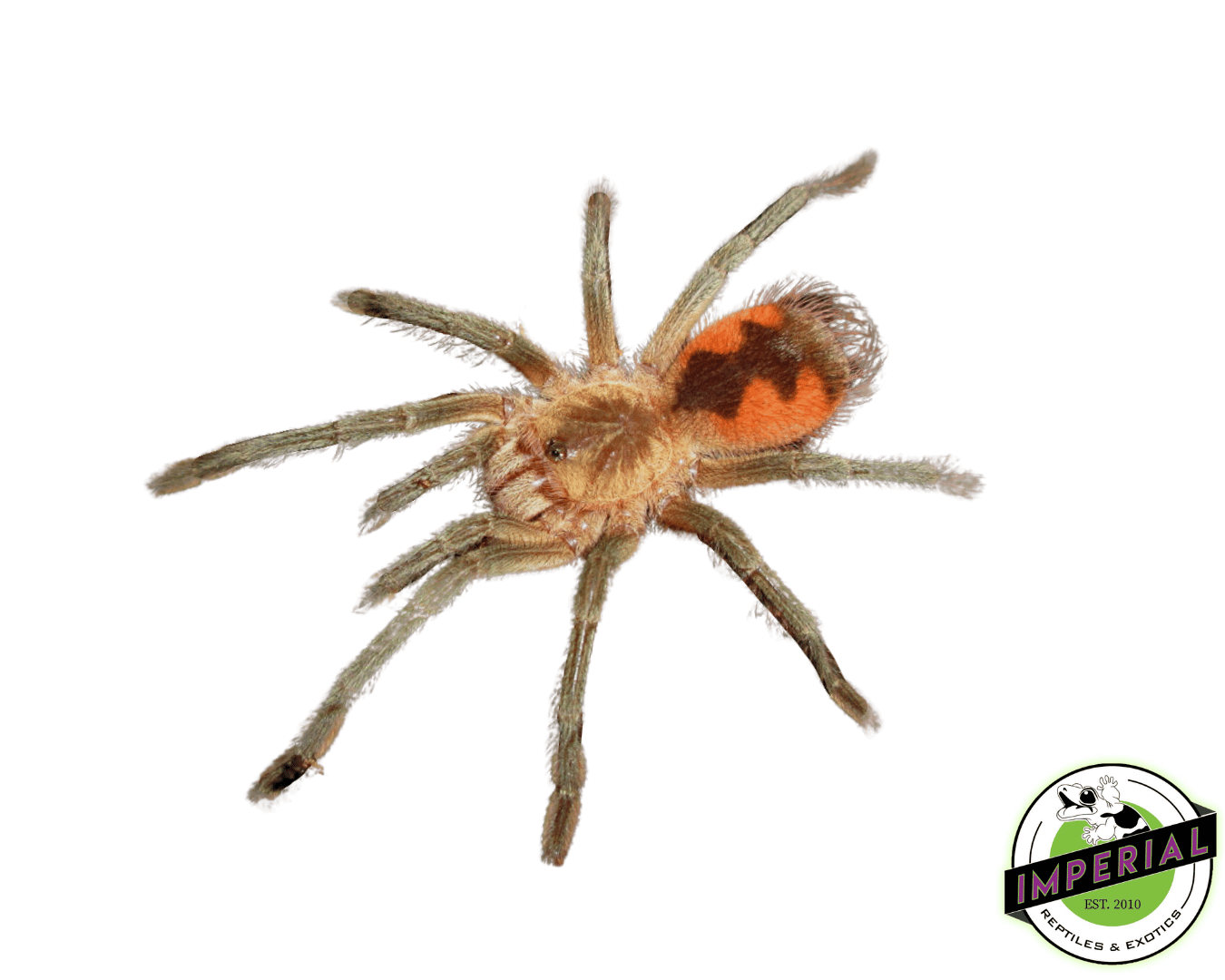 Cascada Giant Bird-Eater Tarantula (Pamphobeteus sp. 'Cascada')