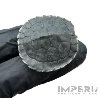 Charcoal Red Ear Slider Turtle Baby