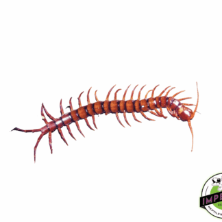 Cherry Bomb Centipede (Scolopendra dehaani)