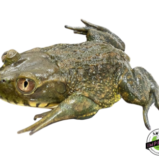 Chilean Wide-Mouth Toad
