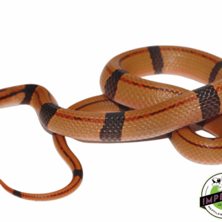 Chinese Bamboo Rat Snake Baby