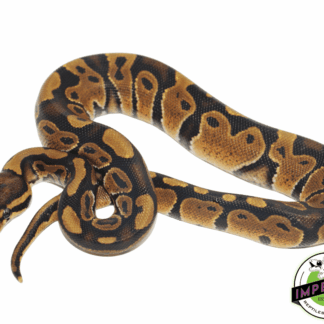 Chocolate Ball Python Baby