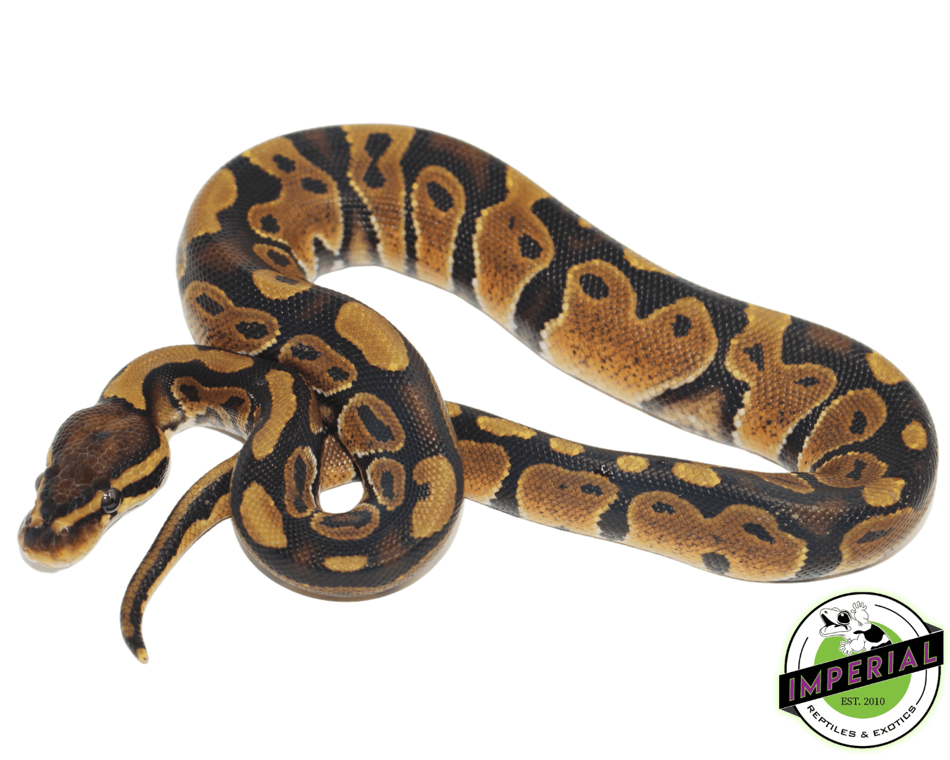 Chocolate Ball Python Baby