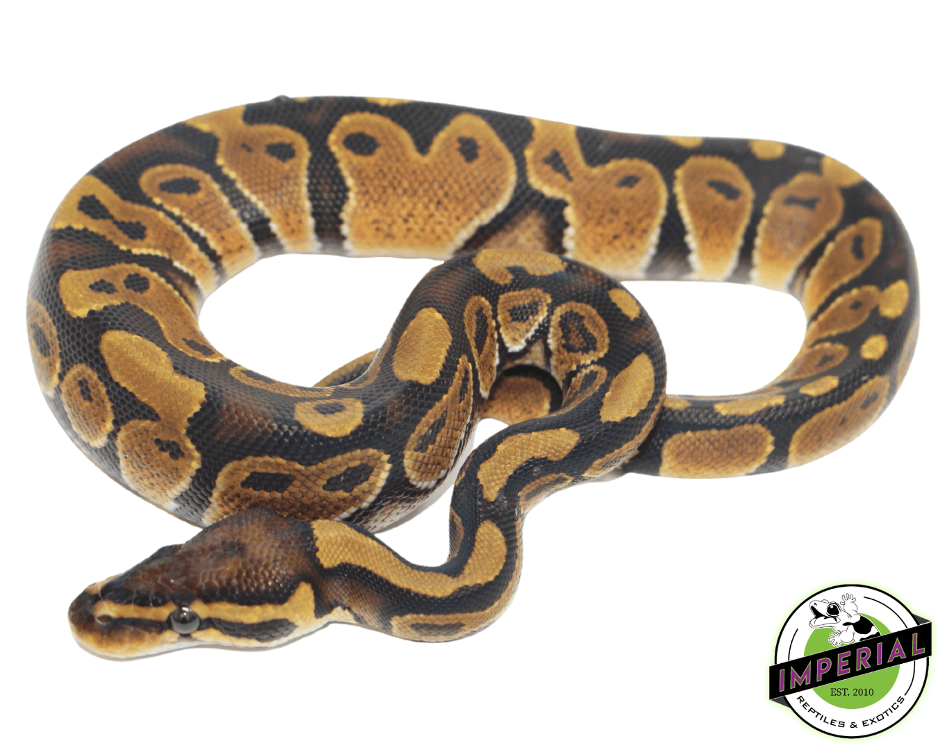 Chocolate Ball Python Baby - Image 2