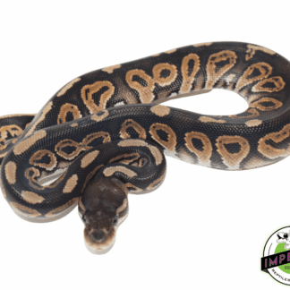 Cinnamon Ball Python