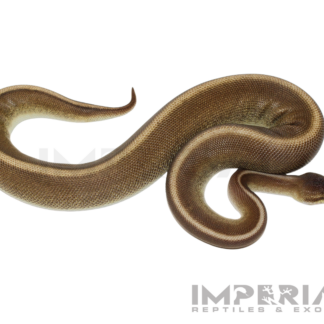 Cinnamon Genetic Stripe Ball Python