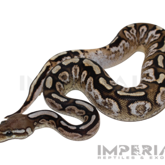 Cinnamon Spotnose Calico Ball Python Baby Female (#123124-01)