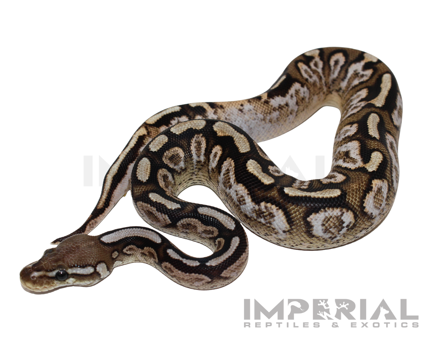 Cinnamon Spotnose Calico Ball Python Baby Female (#123124-01)