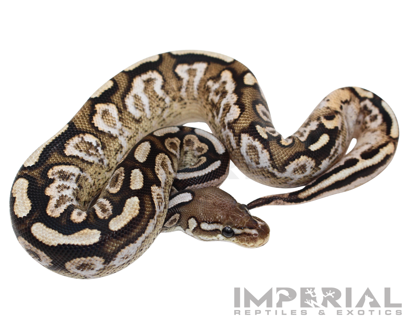 Cinnamon Spotnose Calico Ball Python Baby Female (#123124-01) - Image 2