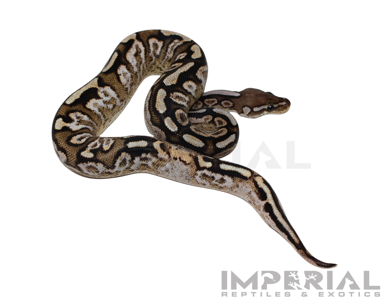 Cinnamon Spotnose Calico Ball Python Baby Female (#123124-01) - Image 3