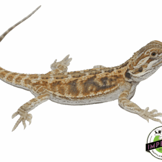 Citrus Bearded Dragon Baby