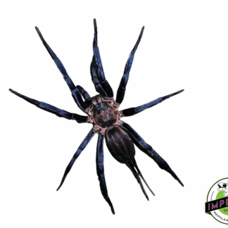 Colombian Blue Funnel-Web Spider (Linothele megatheloides)