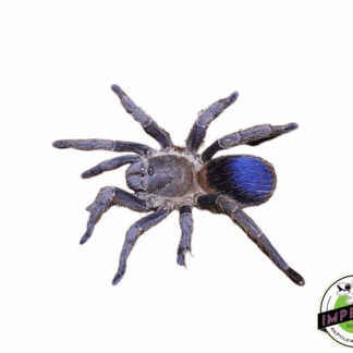 Colombian Dwarf Blue Tarantula (Pseudhapalopus sp. 'Blue')