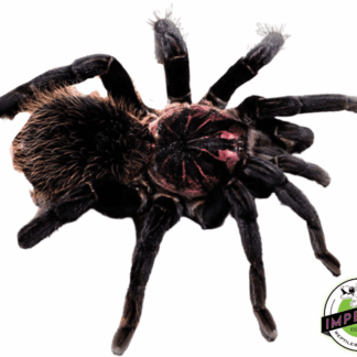 Colombian Lesser Black Tarantula (Xenesthis immanis)