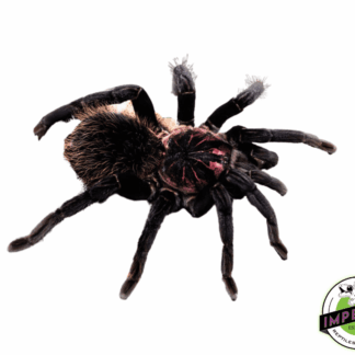 Colombian Lesser Black (Xenesthis immanis) Sub Adult Pair