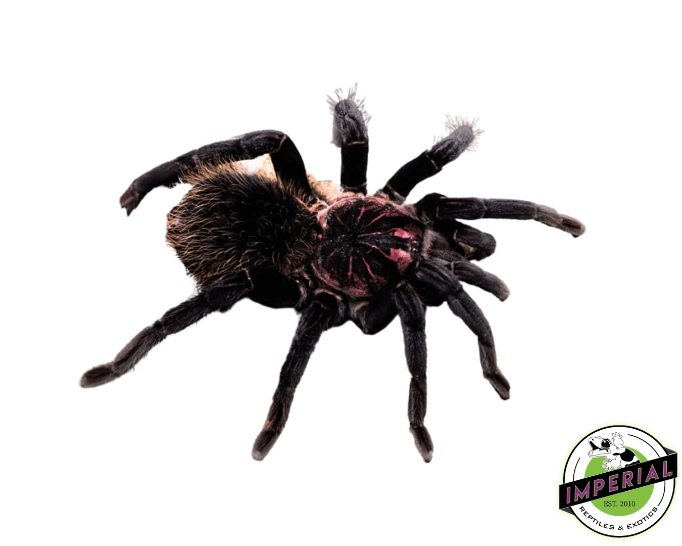 Colombian Lesser Black (Xenesthis immanis) Sub Adult Pair