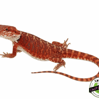 "Cosmic Red" Red Leatherback Female #11223-02