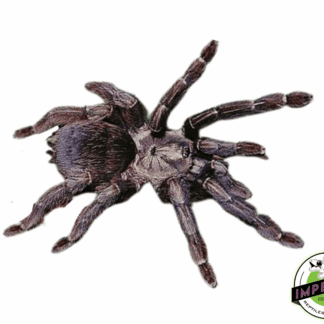 Costa Rican Orange Mouth Tarantula (Psalmopoeus reduncus)
