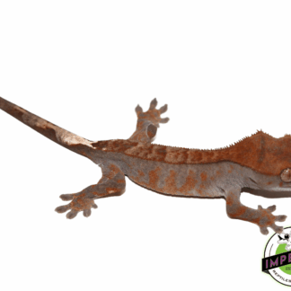 Cappucino Crested Gecko Baby (#12324-09)