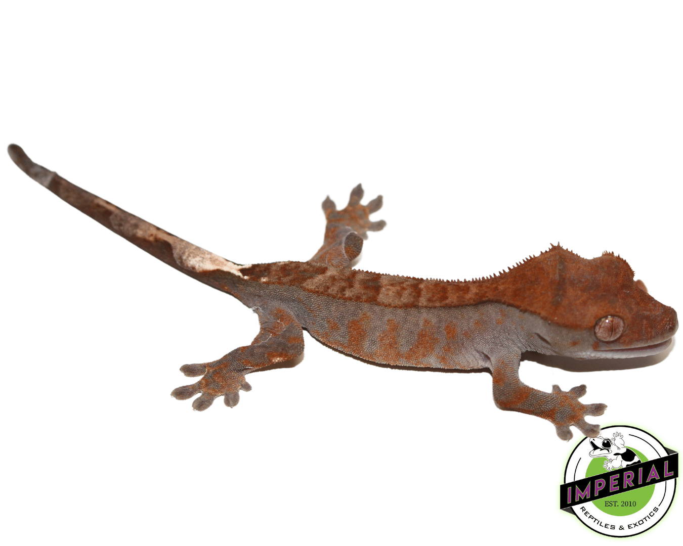 Cappucino Crested Gecko Baby (#12324-09)