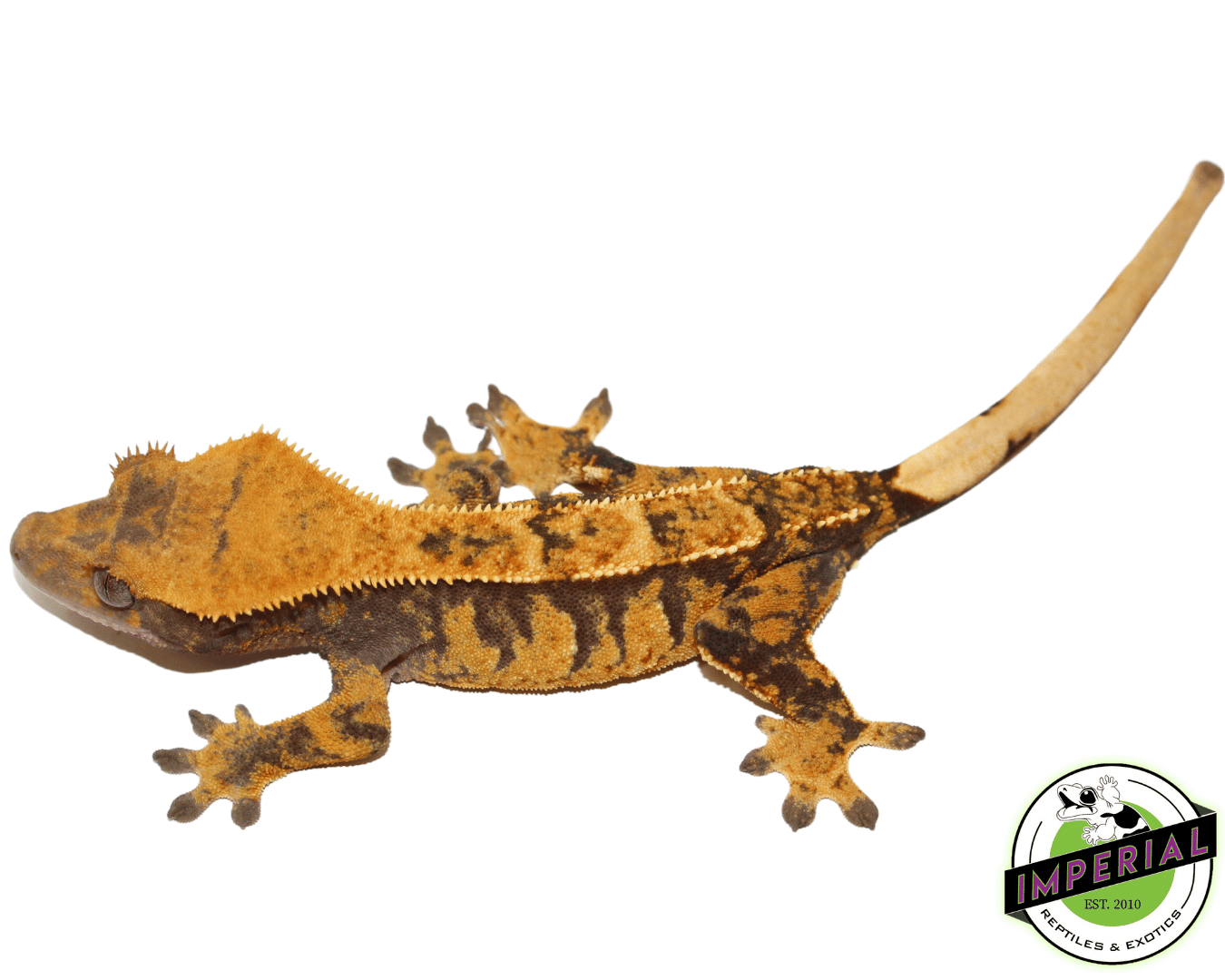 Harlequin Tri-Color Crested Gecko Adult Female (#12324-07) - Image 2