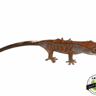 Cappucino Crested Gecko Baby (#12324-08)