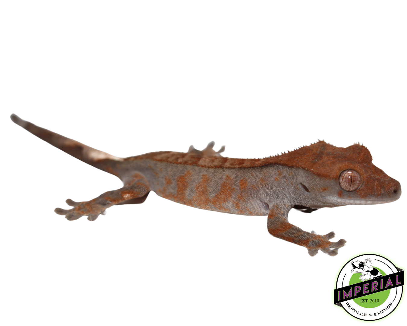 Cappucino Crested Gecko Baby (#12324-09) - Image 2
