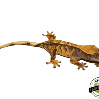 Harlequin Tri-Color Crested Gecko Adult Female (#12324-07)