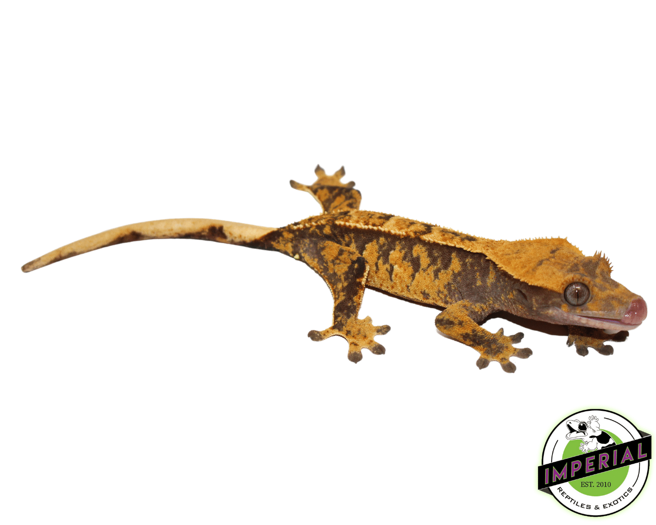 Harlequin Tri-Color Crested Gecko Adult Female (#12324-07)