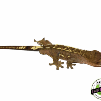 C2 Citrus Crested Gecko Adult Male