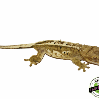 100% Pinstripe C2 Citrus Crested Gecko Adult Female (#12324-06)