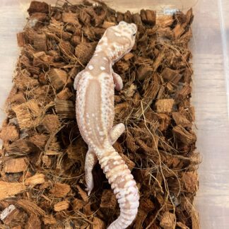 Whiteout Caramel Zulu African Fat Tail Gecko Adult Male