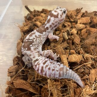 Whiteout Oreo Zulu African Fat Tail Gecko Adult