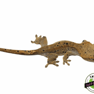 Dark Dalmatian w/ Ink Blotch Spots Crested Gecko (#101223-I37)