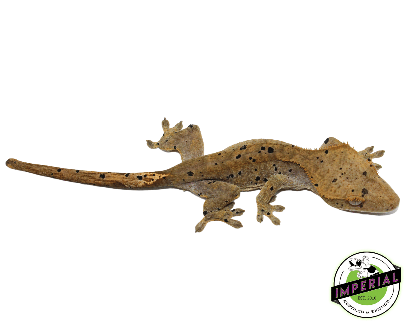 Dark Dalmatian w/ Ink Blotch Spots Crested Gecko (#101223-I37)