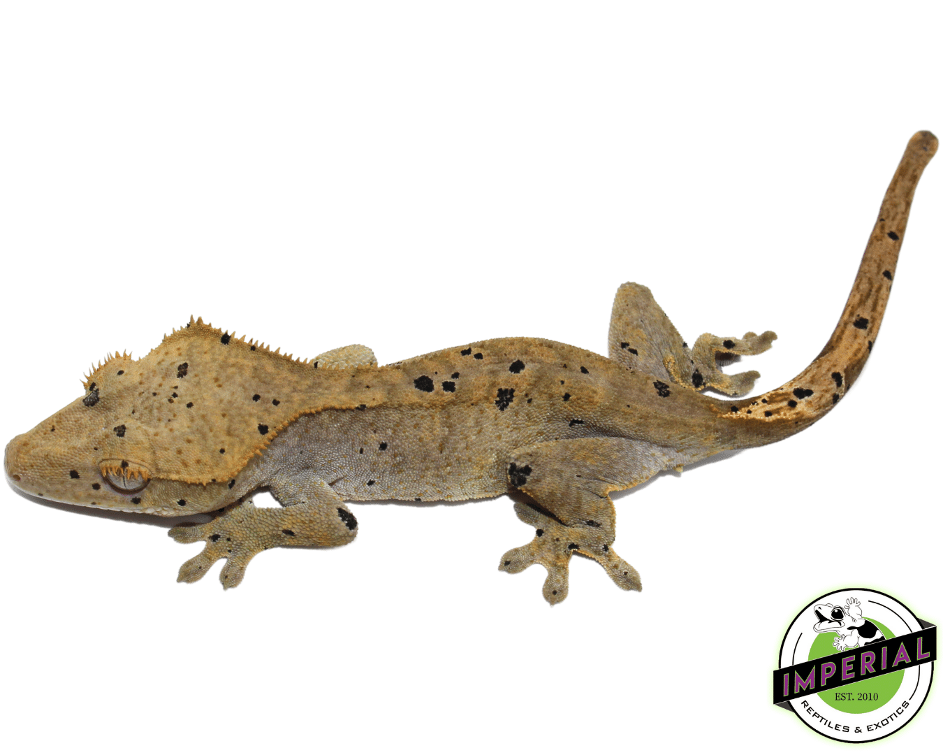 Dark Dalmatian w/ Ink Blotch Spots Crested Gecko (#101223-I37) - Image 2