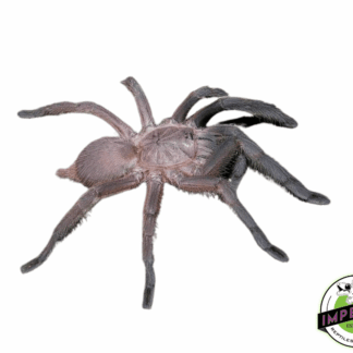Dark-Earth Tiger Tarantula (Chilobrachys sp. 'Krachan')