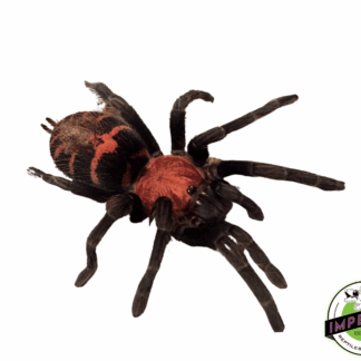 Guatemalan Tiger-Rump Tarantula (Davus pentaloris)