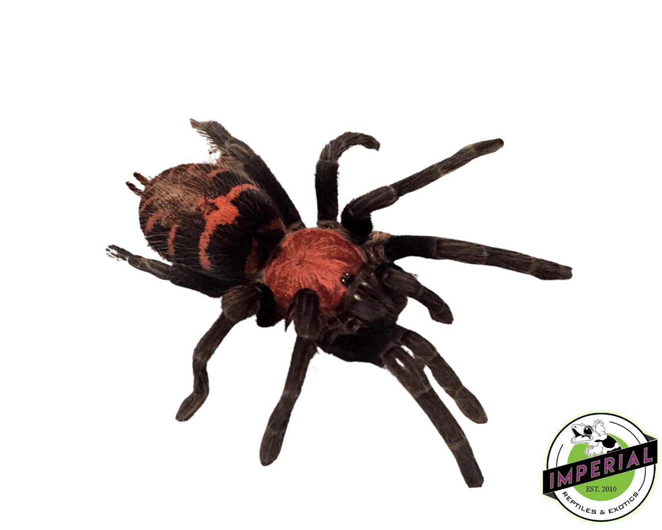 Guatemalan Tiger-Rump Tarantula (Davus pentaloris)