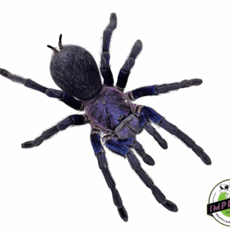 Dominican Purple Bird-eater Tarantula (Phormictopus sp. 'Dominican Purple')