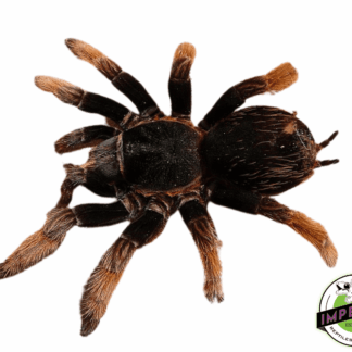 Dominican Stripe Knee Tarantula (Cytropholis cursor)