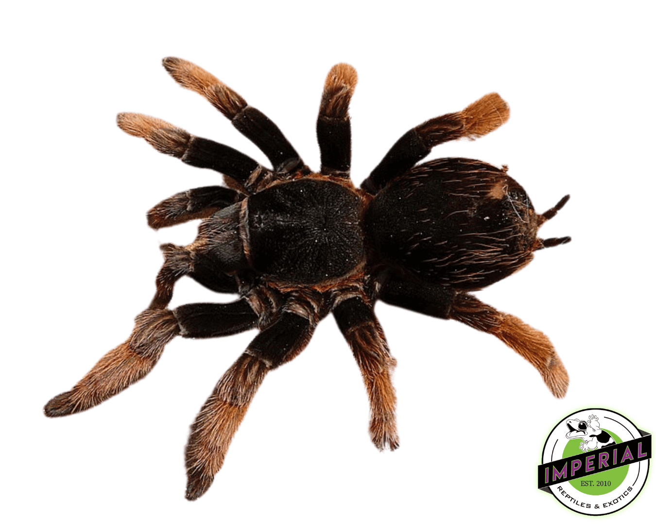 Dominican Stripe Knee Tarantula (Cytropholis cursor)