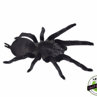 Dyscolus Black Earth-Tiger Tarantula (Chilobrachys dyscolus 'Black')