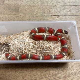 T+ Albino Nelson's Milk Snake Baby