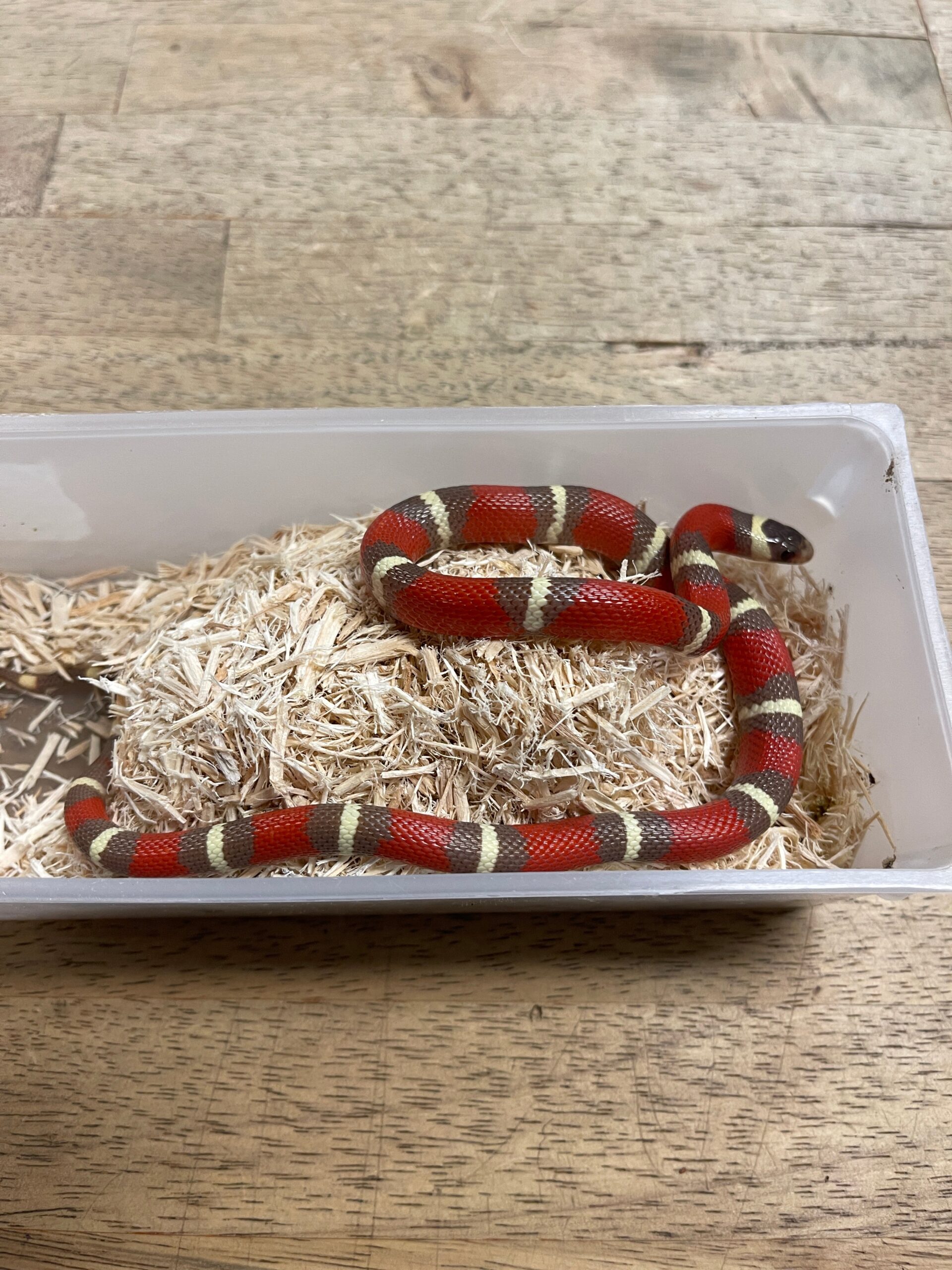 T+ Albino Nelson's Milk Snake Baby
