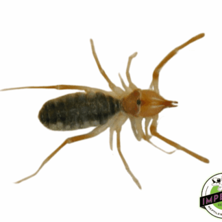 Egyptian Sun Spider (Galeodes garanti)