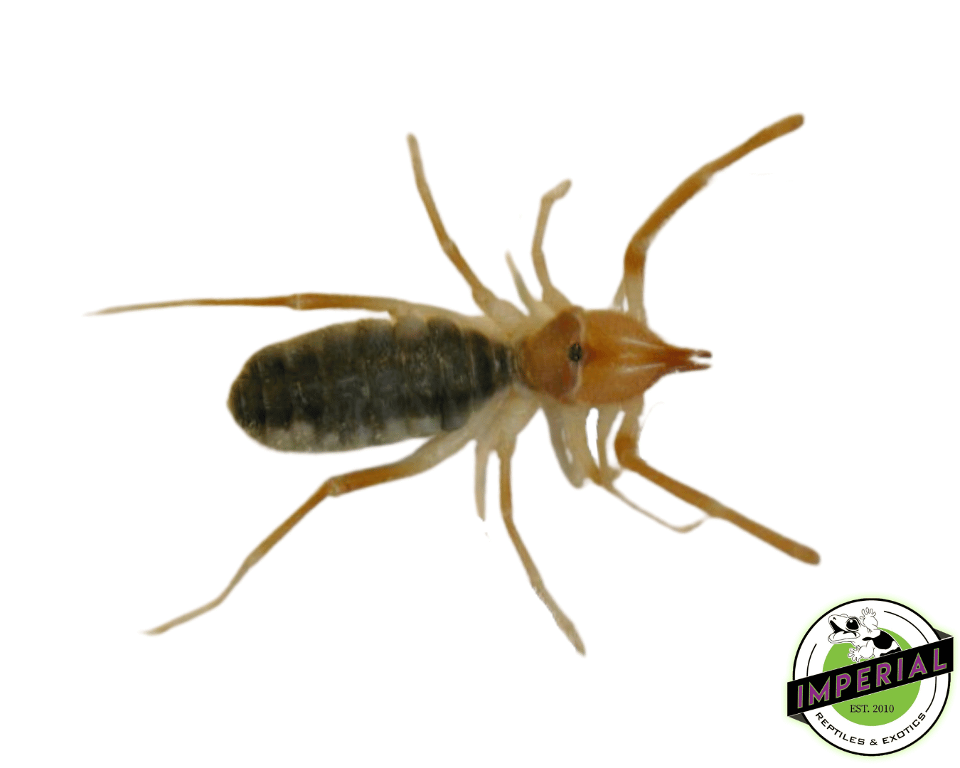 Egyptian Sun Spider (Galeodes garanti)