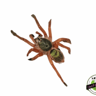 Emerald Skeleton Tarantula (Ephebopus uatuman)