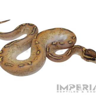 Enchi Highway Ball Python